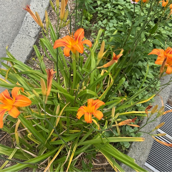 Meet your Posher - Picture 1 of 1